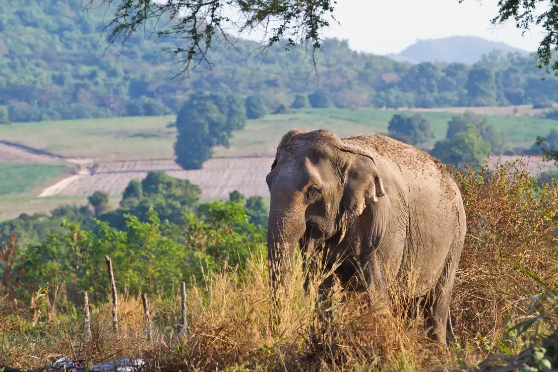 Hotels near Manikdoh Leopard Rescue Centre