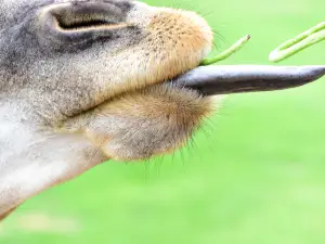 Heze Wildlife World
