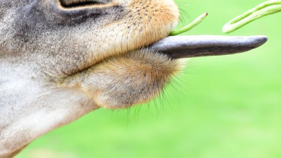 Heze Wildlife World