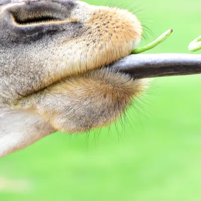 漢莎航空 飛 菏澤