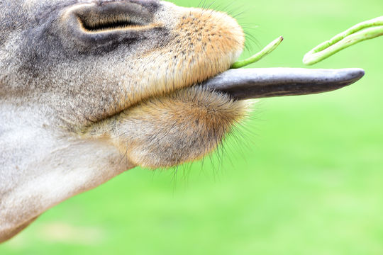 Heze Wildlife World