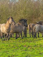 Jimsar County Wild Horse Farm