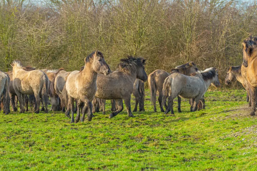 Jimsar County Wild Horse Farm