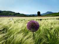 The Flower Town (Huatian Town) in Wuyi