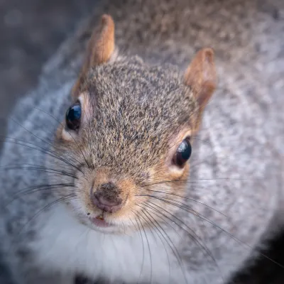 Отели рядом с достопримечательностью «Staffordshire University»