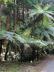 Flying Spider-Monkey Tree Ferns of Ota