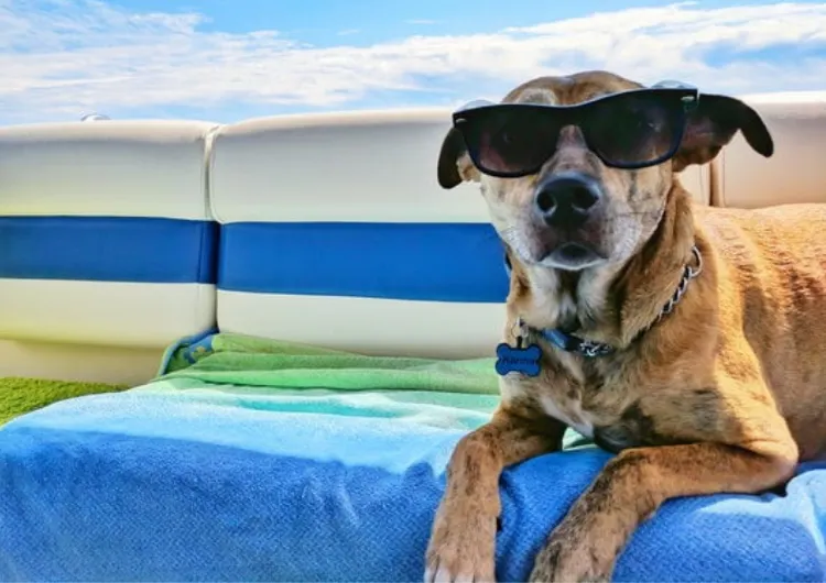 10 de los mejores hoteles donde podrás alojarte con tu mascota