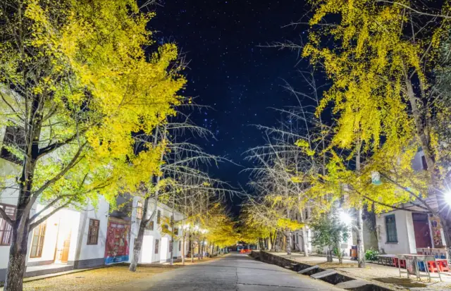 Ginkgo Viewing in Nanxiong