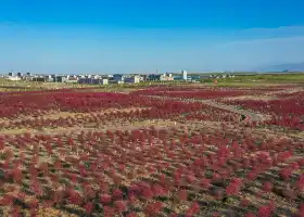 博樂市海棠公園