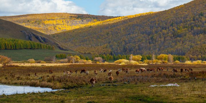 Hailar National Forest Park
