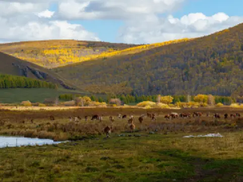 Hailar National Forest Park