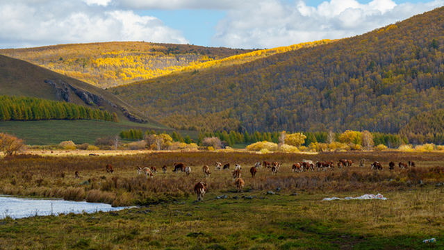 Hailar National Forest Park