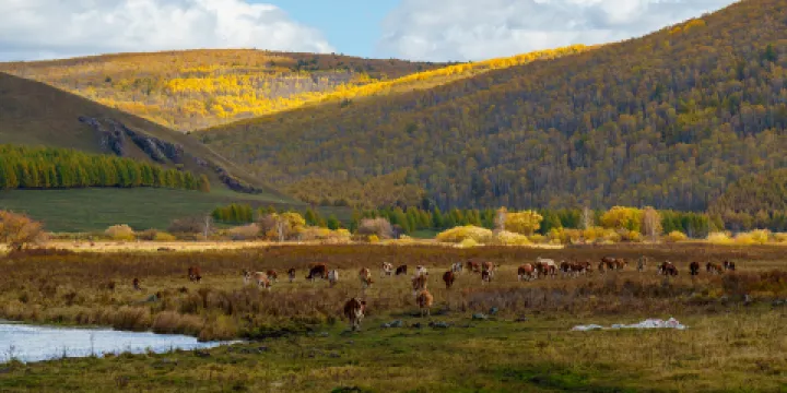 海拉爾國家森林公園