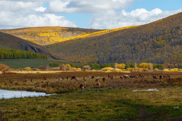Hailar National Forest Park