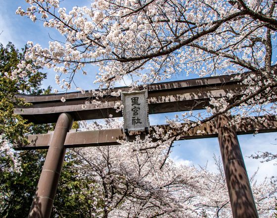 山梨市 自由行套票