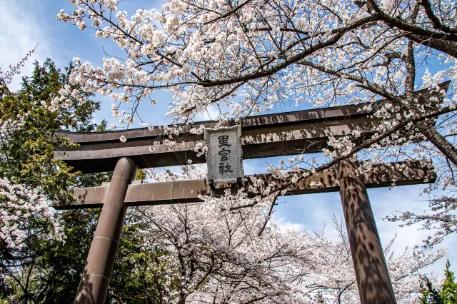 Yamanashi Cherry Blossom Appreciation