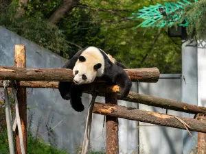 Nanjing Hongshan Forest Zoo