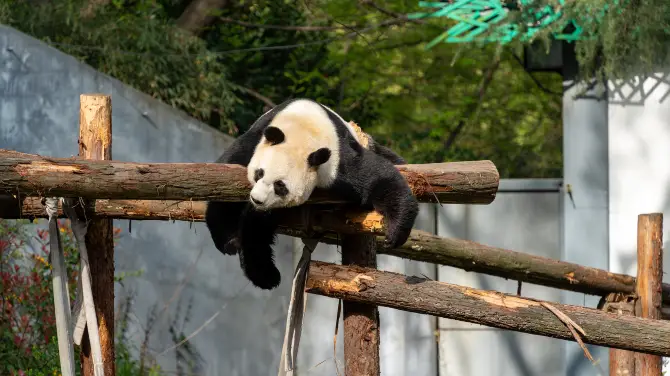 3_紅山森林動物園