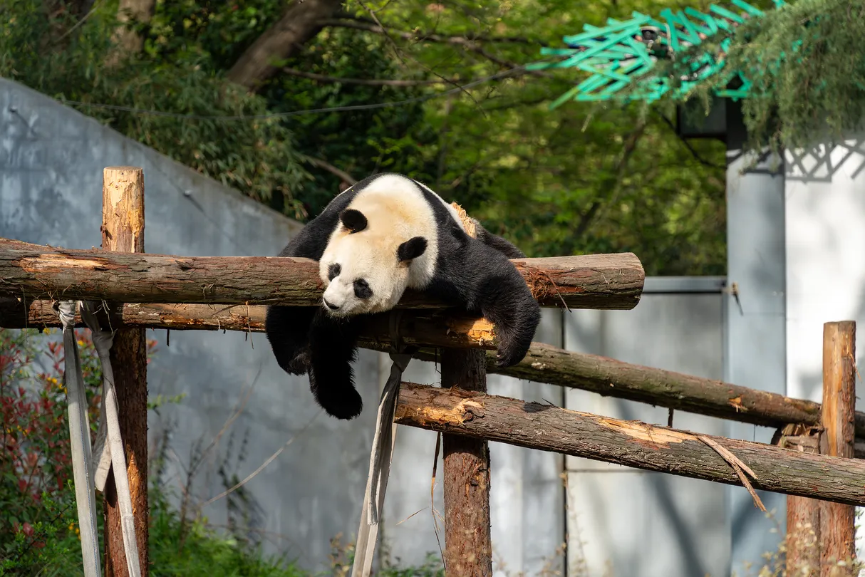 3_紅山森林動物園