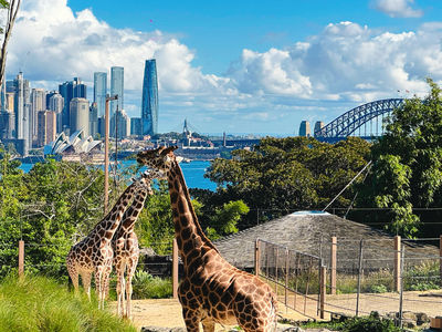 Taronga Zoo Sydney