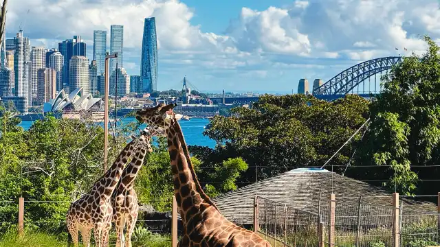 Taronga Zoo Sydney