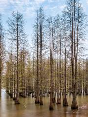 竹鎮森林公園