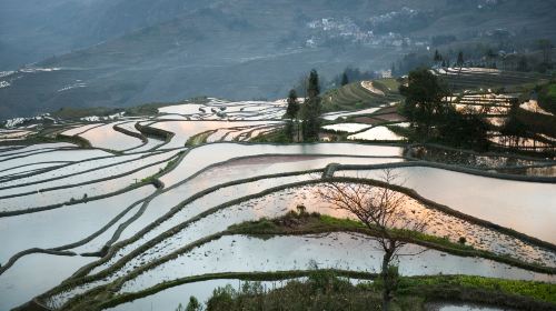 多依樹梯田