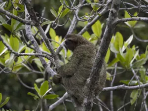 Corcovado National Park