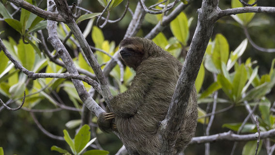 Corcovado National Park