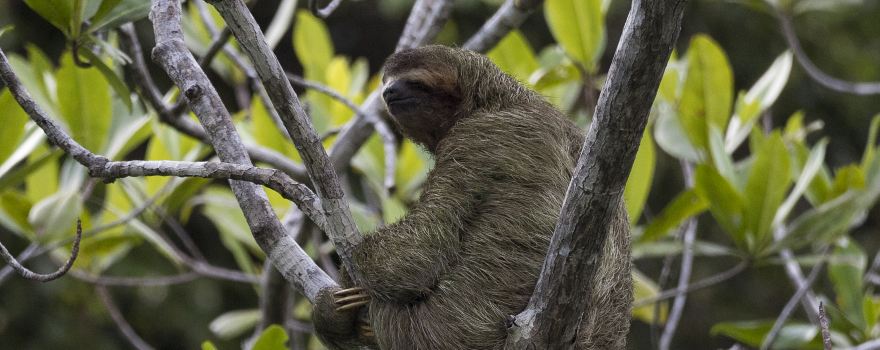 Corcovado National Park