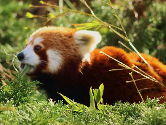 橫濱動物園Zoorasia