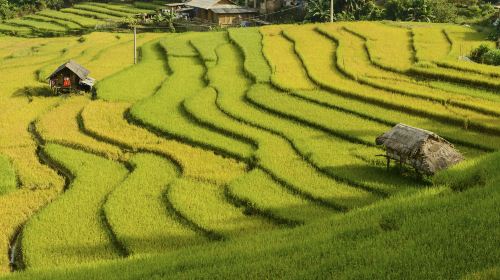 Baping Terraces