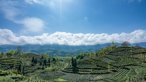 The Xixiang Tea Garden