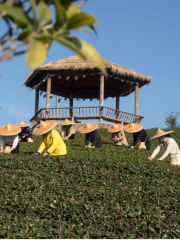 武夷山蘭韻茗巖茶廠