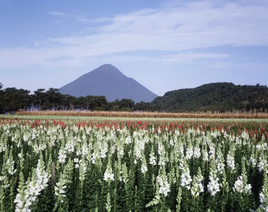 Pegasus Airlines Flights to Kagoshima