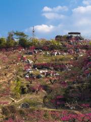 上坪桃花山