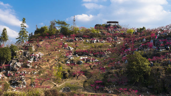 Shangping Peach Blossom Mountain