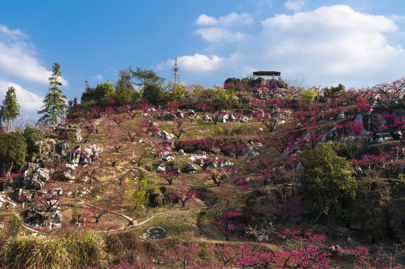 上坪桃花山圖片| 連平景點的照片| Trip Moments 貼文