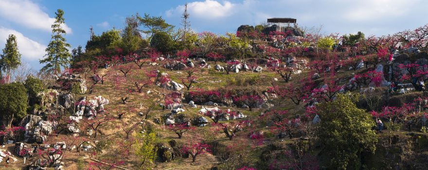 Shangping Peach Blossom Mountain