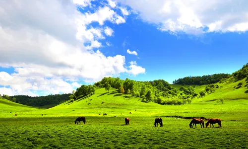 Guanshan Grasslands