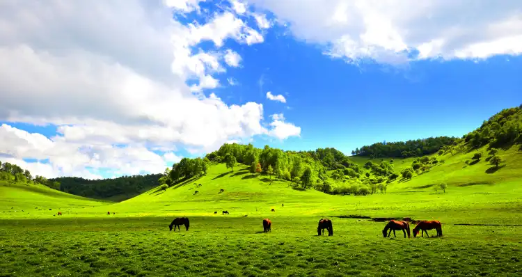 Long County