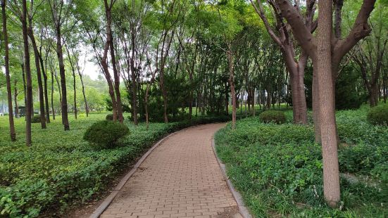 过了宝通街立交桥，南边东西两岸就是白浪绿洲湿地公园。是潍坊白