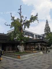 Ginkgo around Lubang Tomb