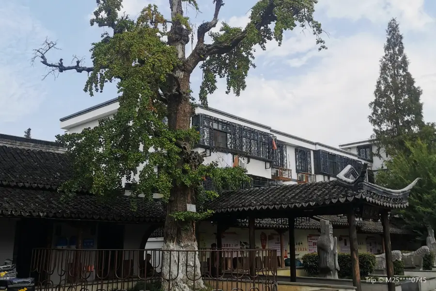 Ginkgo around Lubang Tomb