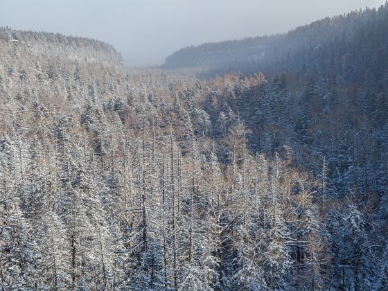 Beauty Pine Virgin Forest