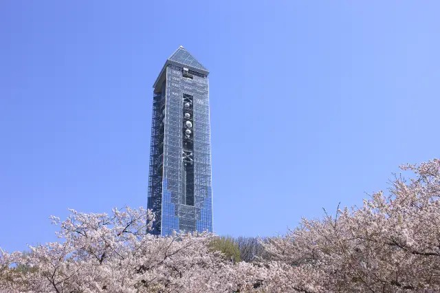 Cherry Blossom Viewing in Nagoya