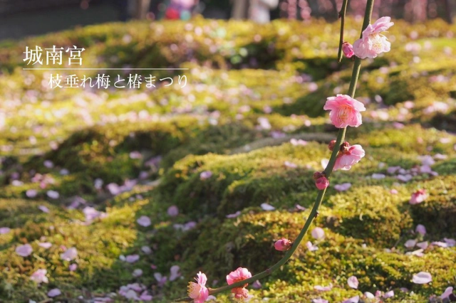城南宮垂枝梅與山茶花祭 | 京都