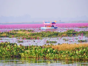 Red Lotus Lake Kumphawapi