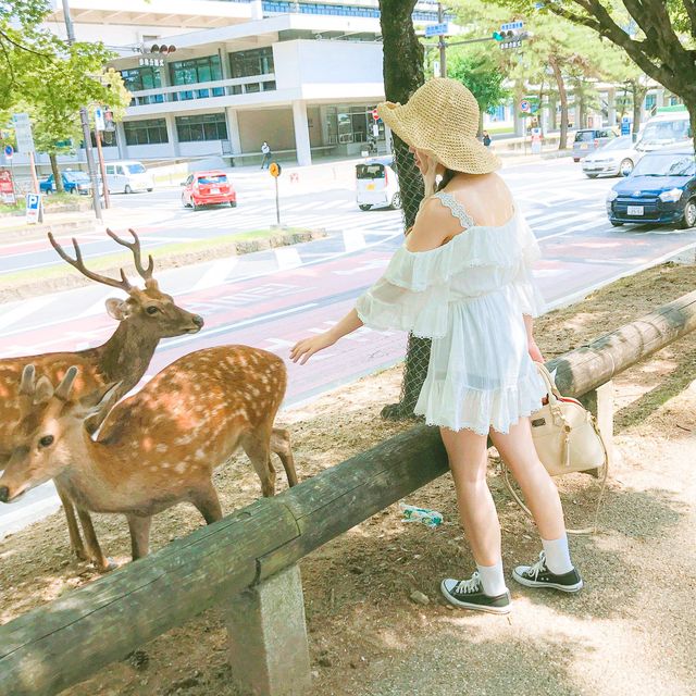 여기저기 귀여운 사슴들이  가득한 곳
