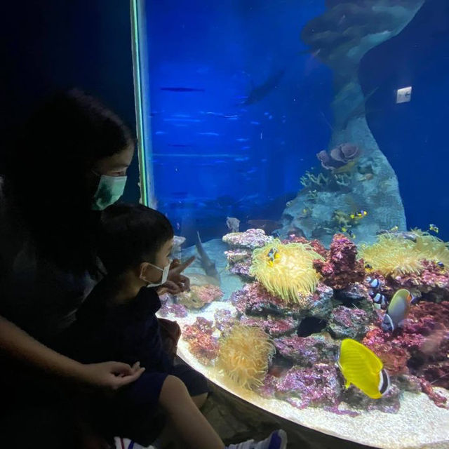 #親子游#海洋公園親子游，一家人好去處！
